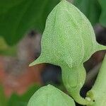 Pedalium murex 果実