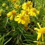 Helenium amarum Kvet