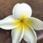 Plumeria alba花