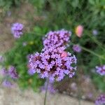 Verbena bonariensis花