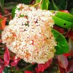 Photinia serrulata Kwiat