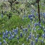 Lupinus subcarnosus Flower