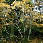 Acer shirasawanum Hábitos