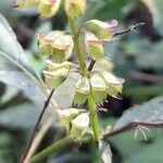Ocimum carnosum Floare
