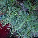 Podocarpus salignus Blad