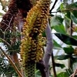 Banksia ericifolia Kvet