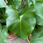 Calla palustris Leaf