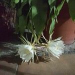Epiphyllum oxypetalum Fiore