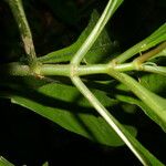 Hoffmannia nicotianifolia Leaf