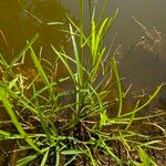 Glyceria fluitans Fulla