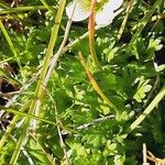 Saxifraga cespitosa Leaf