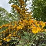 Fremontodendron californicum 花