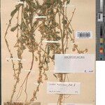 Crotalaria kuiririensis Sonstige