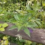 Solanum dulcamara Habit