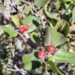 Rhamnus crocea 果實