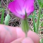 Agrostemma githago Flower