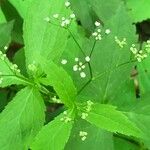 Cryptotaenia canadensis Flower