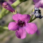 Penstemon thurberi