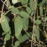 Desmodium procumbens Лист