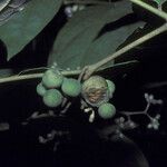 Solanum schlechtendalianum Frukto