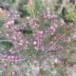 Erica tetralix Flor