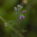 Cyanthillium cinereum Flor