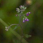 Cyanthillium cinereum Flower