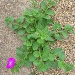 Petunia integrifolia Ліст