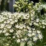 Pimpinella anisum Цвят