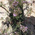 Limonium cordatum Habit