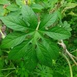 Ipomoea pes-tigridis Leaf