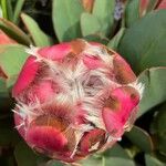 Protea caffra 花