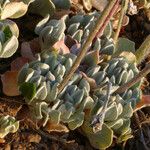 Eriogonum ovalifolium Habitat