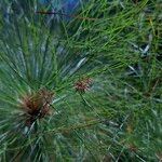 Cyperus giganteus 花