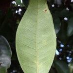 Syzygium mouanum Blad