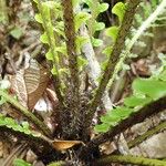 Blechnum gibbum Bark