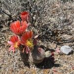 Echinocereus coccineus Yaprak