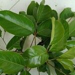 Bischofia javanica Leaf