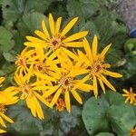 Ligularia dentata Flower