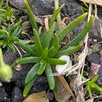 Sagina procumbens ഇല