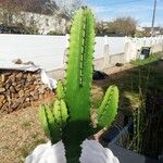 Euphorbia abyssinica Hoja