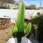 Euphorbia abyssinica Blad