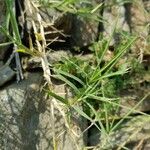 Cenchrus clandestinus Лист