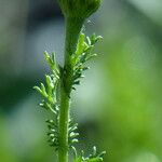 Santolina villosa Leaf