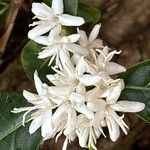 Coffea arabicaFlower