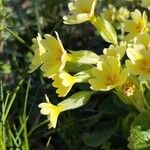 Primula × polyantha Fleur