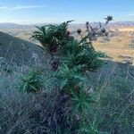 Carthamus arborescens Hábito