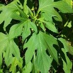 Tithonia diversifolia Levél