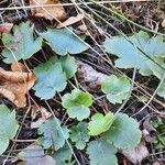 Heuchera richardsonii পাতা