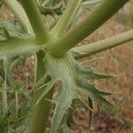 Eryngium campestre ഇല